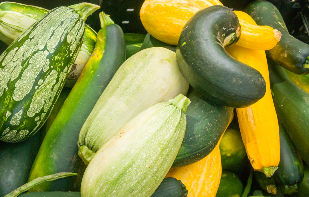 The Great Summer Squash Invasion: Lessons from Our Garden